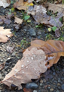 葉子,森林,雨滴