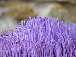 花,朝鮮薊,開花
