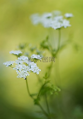 doldengewaechs,花,光