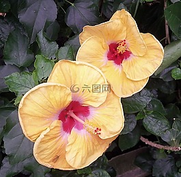 槿,鮮花,自然