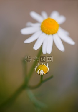 洋甘菊,榛果 chamomilla,真正的洋甘菊