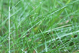 草,湿,滴
