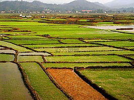 原野,水稻,绿色