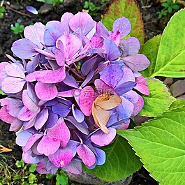 八仙花,開(kāi)花,廠