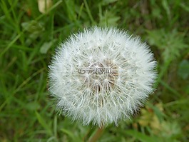 蒲公英,花卉,夏天