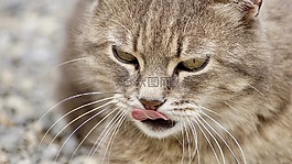 貓,國內(nèi)的貓,動物