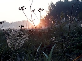 太陽,羅莎,霧