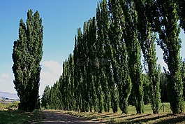 clarens 農(nóng)村,一排排的樹木,公路沿線的樹木