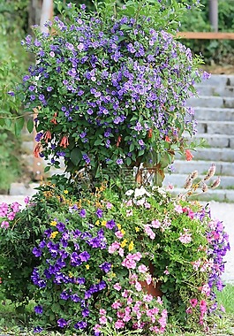 鮮花,花園,紫
