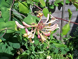 金銀花,甜,花