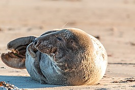 灰色的密封,罗贝,halichoerus grypus