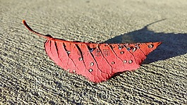 葉,秋天,紅色