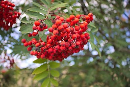 漿果,廠,樹(shù)