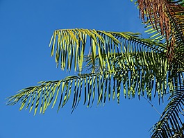 卡宴,法屬圭亞那,性質(zhì)