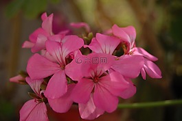 花區(qū)域,羅莎,花瓣