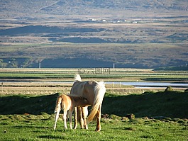 冰島,母乳喂養(yǎng),動(dòng)物