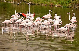 自然,火烈鳥,鳥