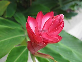 马卡迪,花,植物区系