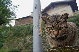 貓,動物,街貓