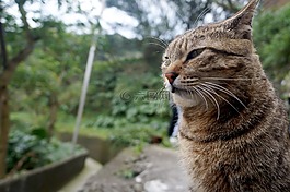 貓,動物,街貓
