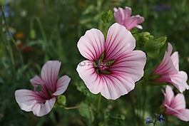 花,草地,開花