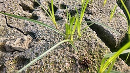 草,新草,綠草