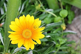 雜色菊,雜色菊惡劣,aster的家庭