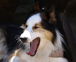 狗,huskymischling,動(dòng)物肖像