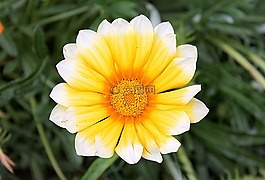 雜色菊,雜色菊惡劣,aster的家庭