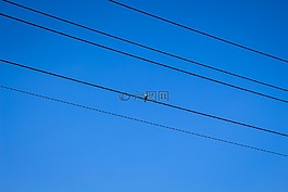 鳥,藍(lán)藍(lán)的天空,動(dòng)物