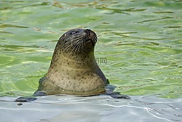 密封,水族館,水