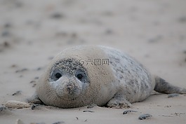 灰色的密封,罗贝,halichoerus grypus