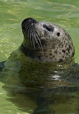 密封,水族館,水