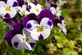思想,鮮花,性質(zhì)