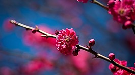 分支,鮮花,櫻花