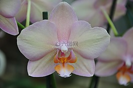 花,蘭花,花瓣