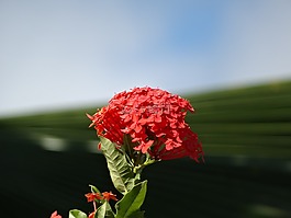 卡宴,法屬圭亞那,鮮花