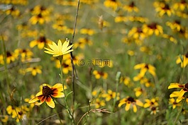 花,德州,原野