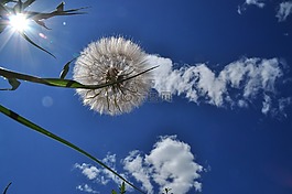 天空,云,植物