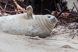 灰色的密封,罗贝,halichoerus grypus