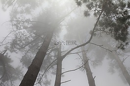 林,樹(shù),霧