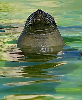 密封,水族館,水