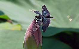 葉子,芽,蓮花