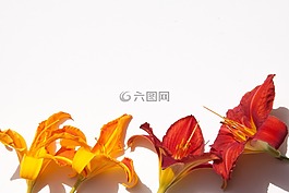 鲜花,黄花菜,夏季