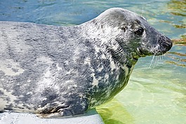密封,水族館,水
