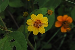 花區(qū)域,黃,花瓣