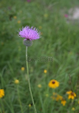 薊,花,野生花卉