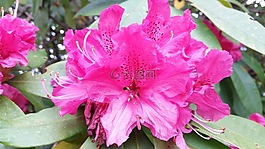 粉紅色的花,杜鵑,詳細(xì)信息
