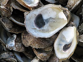 牡蠣,貝殼,海上生活