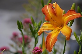 百合,花,植物區(qū)系